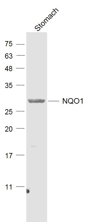 1 - NQO1 Rabbit pAb AP93956