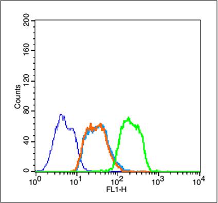 0 - phospho-HSP70 (Tyr41) Rabbit pAb AP93958