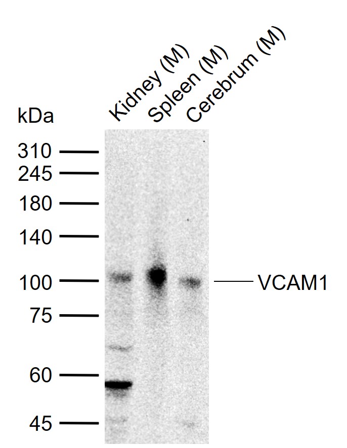 1 - VCAM1 Rabbit pAb AP93960