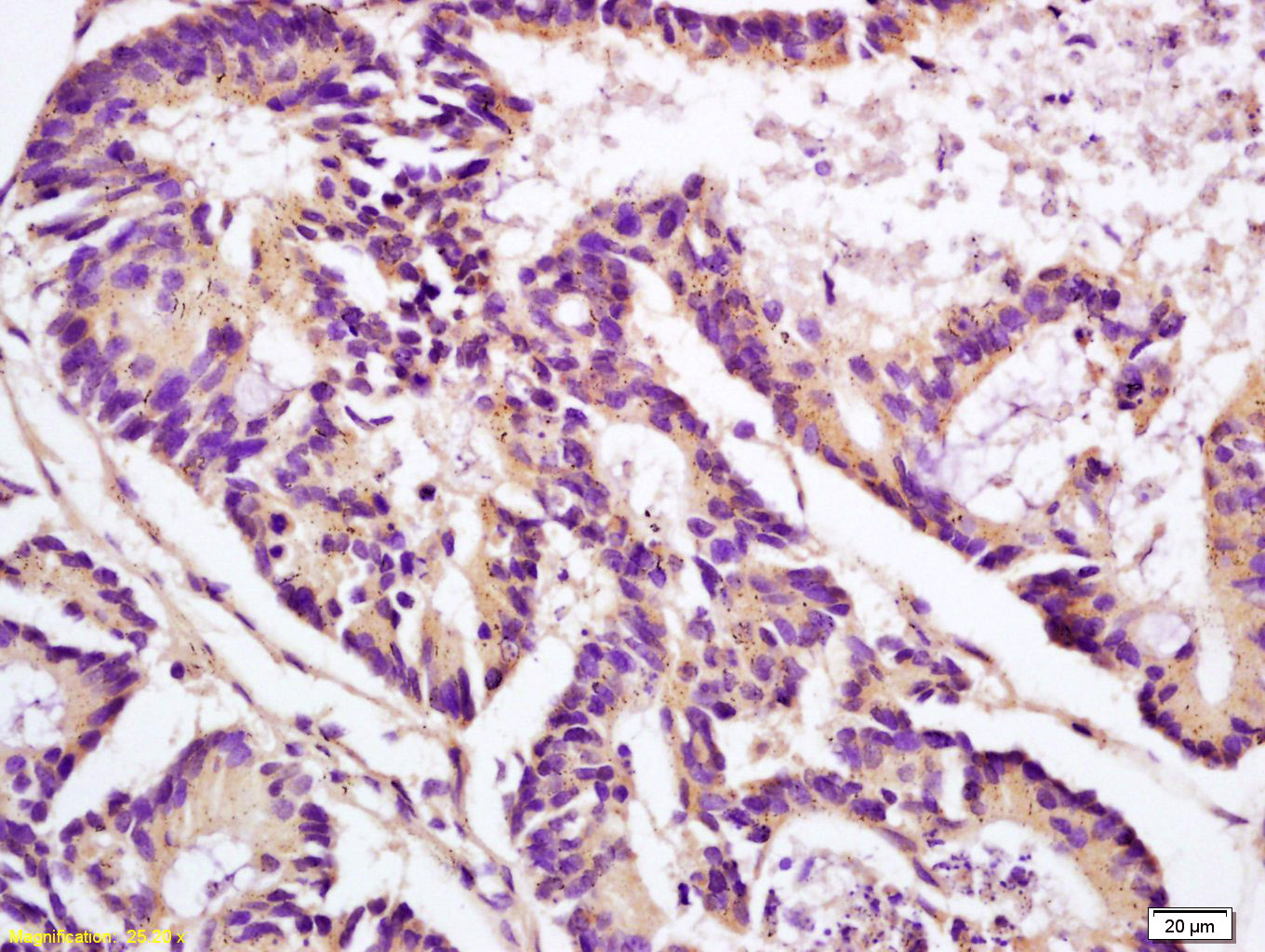 14 - Clusterin Rabbit pAb AP93967