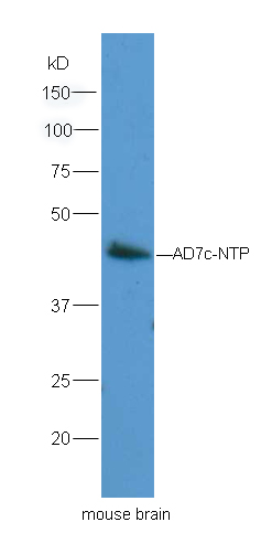 1 - Neuronal thread protein AD7c-NTP Rabbit pAb AP93969