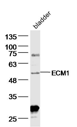 1 - ECM1 Rabbit pAb AP93972
