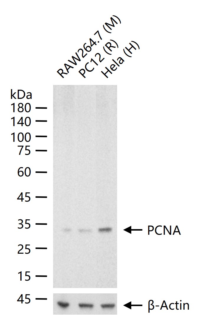 1 - PCNA Mouse mAb AP93973