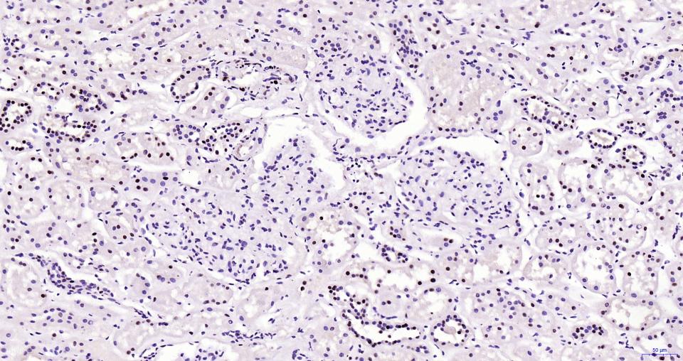 14 - PCNA Mouse mAb AP93973