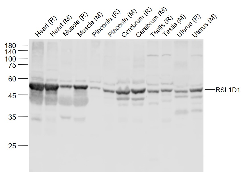 1 - RSL1D1 Rabbit pAb AP93974