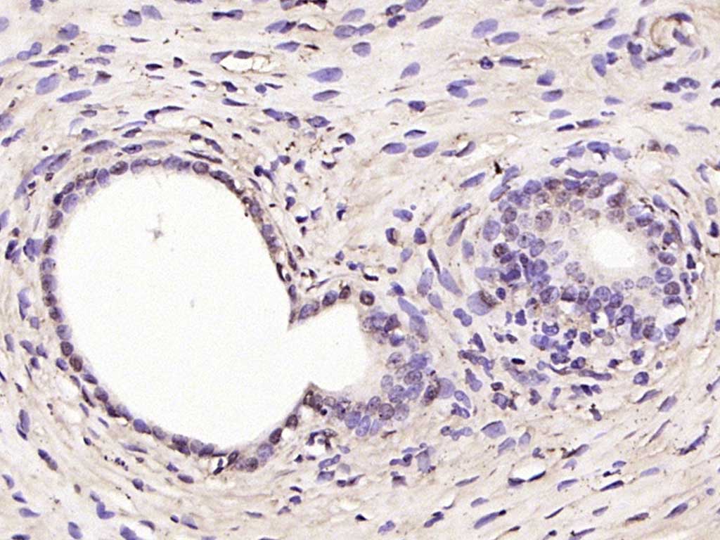 14 - RSL1D1 Rabbit pAb AP93974