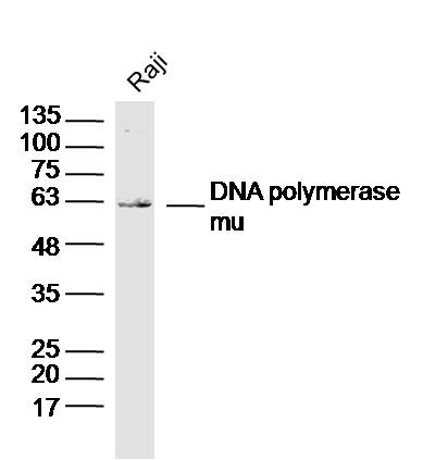 1 - DNA polymerase mu Rabbit pAb AP93976