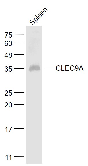 1 - CLEC9A Rabbit pAb AP93979