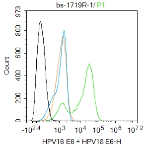0 - HPV16 E6 + HPV18 E6 Rabbit pAb AP93982