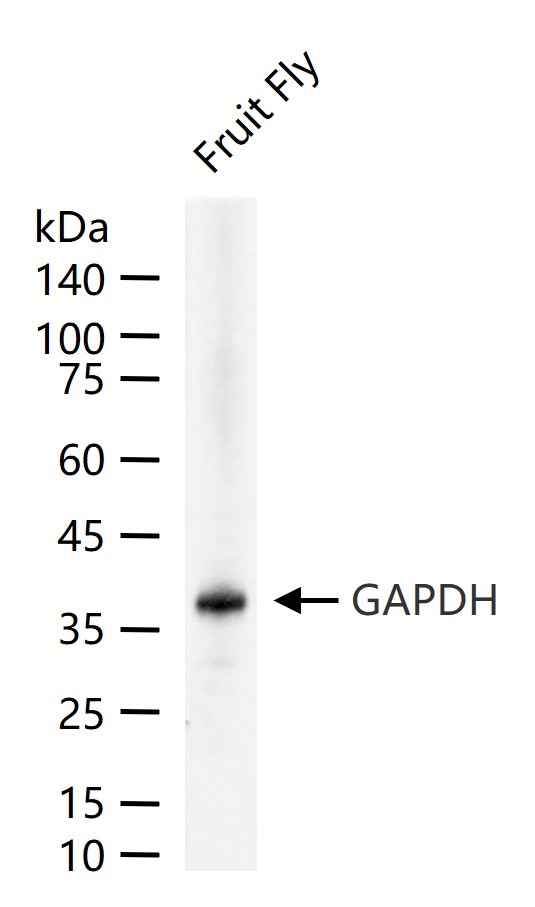 1 - GAPDH (Fruit Fly) Rabbit pAb AP93988