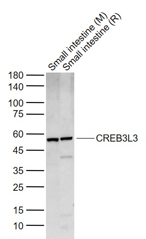 1 - CREB3L3 Rabbit pAb AP93989