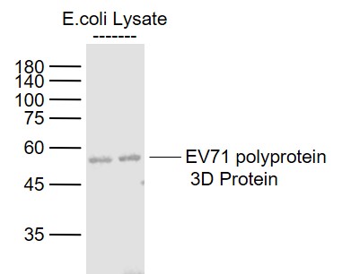 1 - EV71 polyprotein 3D Rabbit pAb AP93994