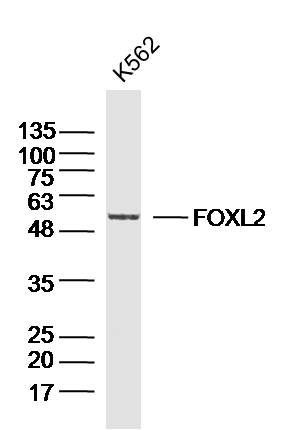 1 - FOXL2 Rabbit pAb AP93995
