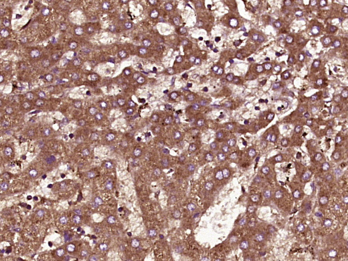 14 - RABL2A Rabbit pAb AP93996
