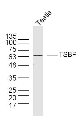 1 - C6orf10 Rabbit pAb AP93999