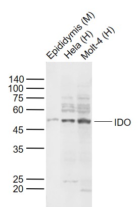 1 - IDO1 Rabbit pAb AP94002
