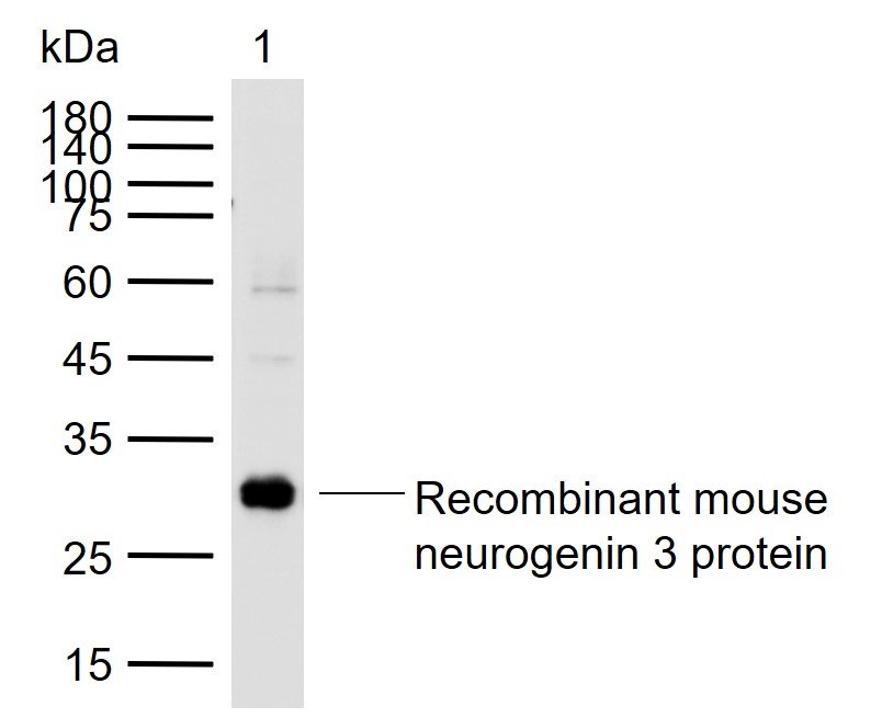 1 - Neurogenin3 Rabbit pAb AP94004