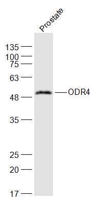 1 - ODR4 Rabbit pAb AP94006