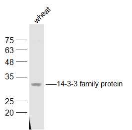 1 - 14-3-3 family protein Rabbit pAb AP94020