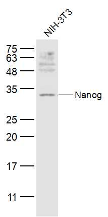1 - Nanog Rabbit pAb AP94026
