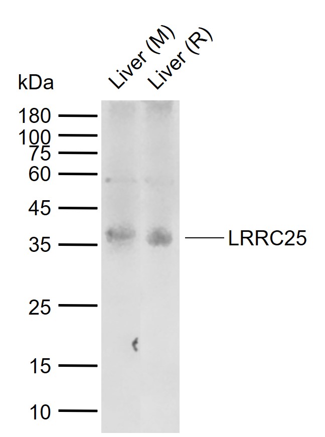 1 - LRRC25 Rabbit pAb AP94029