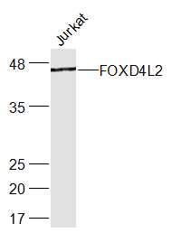 1 - FOXD4L2 Rabbit pAb AP94033