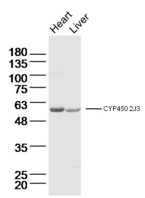 1 - Cyp2J3 Rabbit pAb AP94039