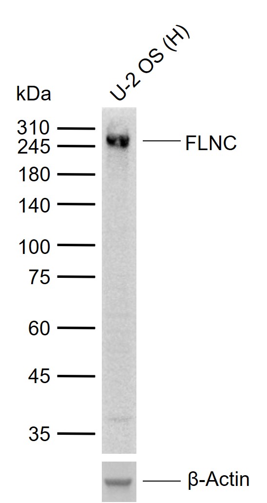 1 - FLNC Rabbit pAb AP94041