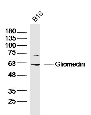 1 - Gliomedin Rabbit pAb AP94049