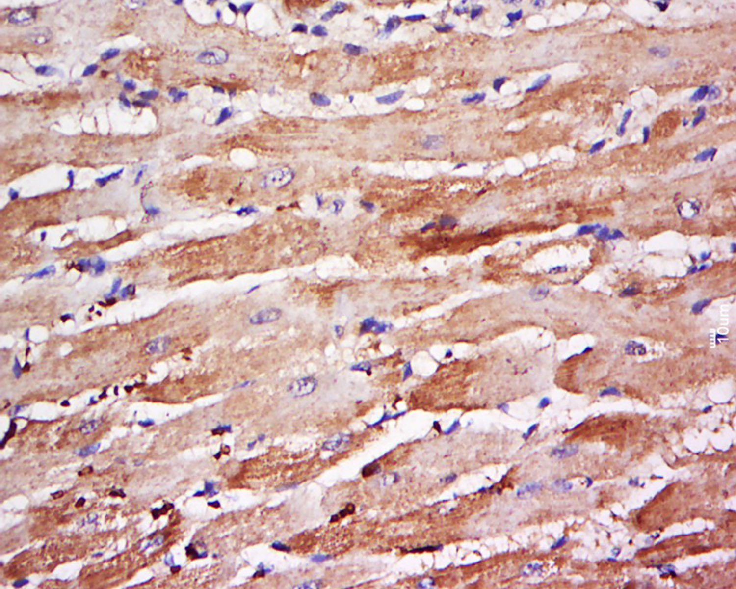 14 - GJA10 Rabbit pAb AP94062