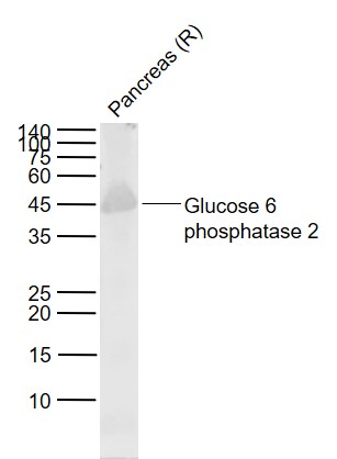 1 - Glucose 6 phosphatase 2 Rabbit pAb AP94068