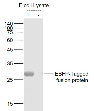 1 - EBFP Mouse mAb AP94069