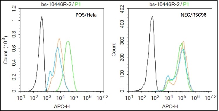 0 - HPV16 E7 Rabbit pAb AP94071