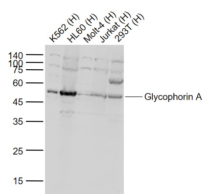 1 - Glycophorin A Rabbit pAb AP94076