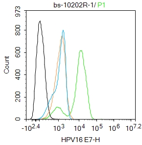 0 - HPV16 E7 Rabbit pAb AP94081