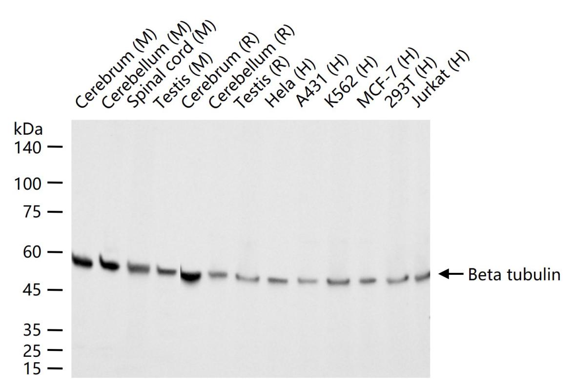 1 - Beta tubulin Mouse mAb AP94082