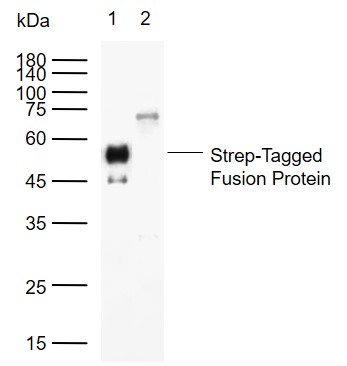 1 - Strep-Tag II Mouse mAb AP94084