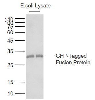 1 - GFP Mouse mAb AP94085