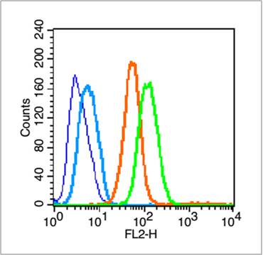 0 - CD44 Rabbit pAb AP94086