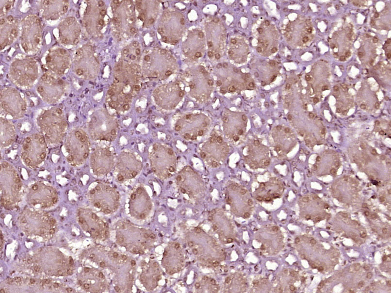 14 - HRSP12 Rabbit pAb AP94089