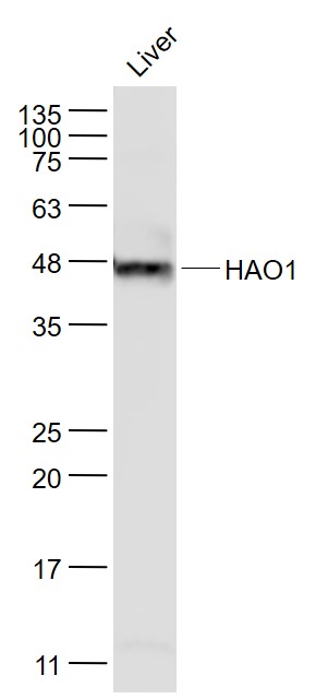 1 - HAO1 Mouse mAb AP94096
