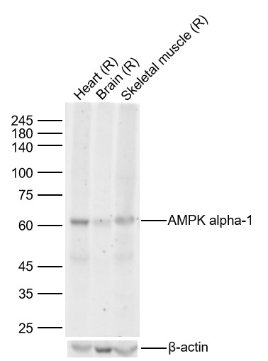 1 - AMPK alpha-1 Mouse mAb AP94098