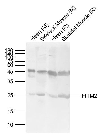 1 - FITM2 Rabbit pAb AP94103