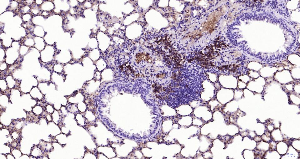 14 - mouse Ly-6G/Ly-6C Rat mAb AP94106