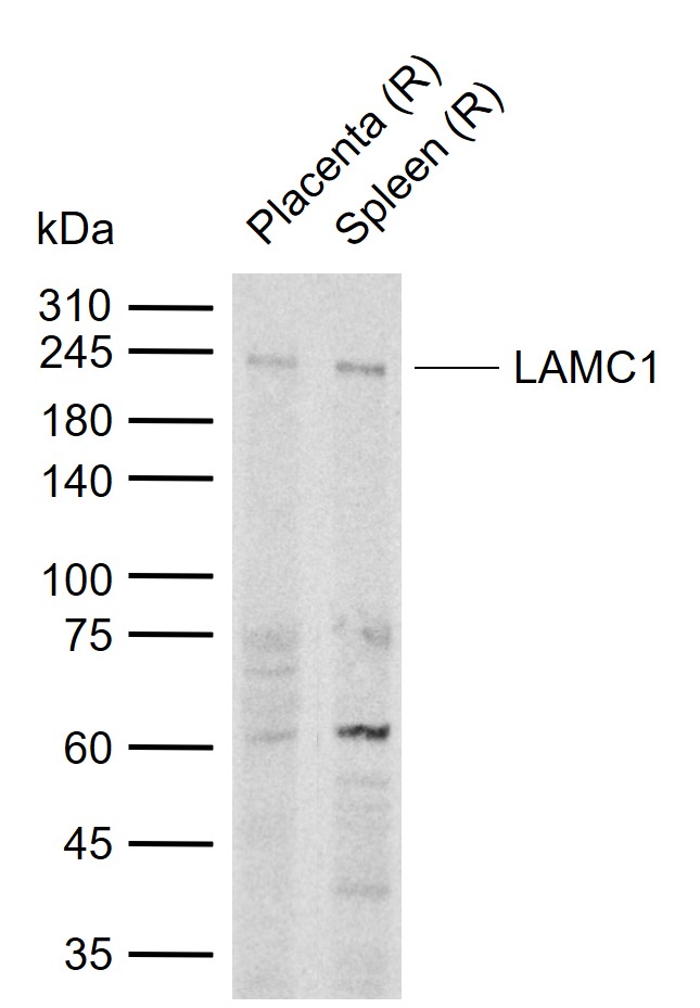 1 - LAMC1 Rabbit pAb AP94107