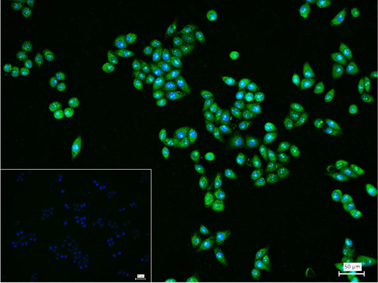 0 - PI3 Kinase p110 beta Rabbit pAb AP94117