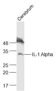 1 - IL-1 Alpha Rabbit pAb AP94118