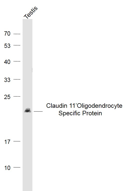 1 - CLDN11 Rabbit pAb AP94121