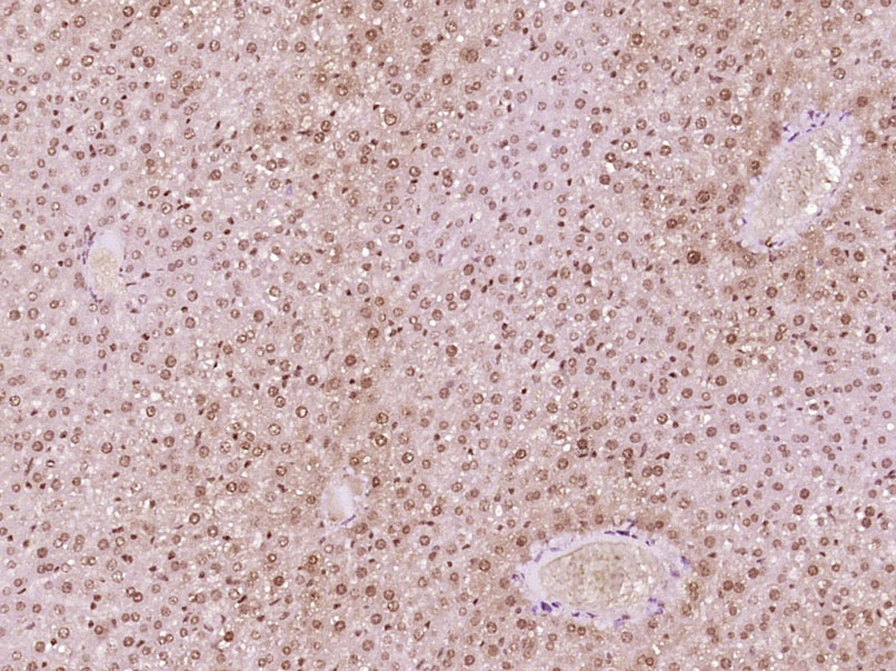 14 - phospho-AMPK alpha 1 (Thr183) + AMPK alpha 2 (Thr172) Rabbit pAb AP94123