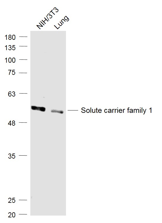 1 - SLC1A5 Rabbit pAb AP94125